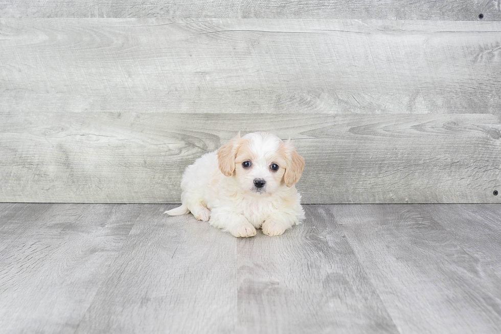 Little Cavalier Designer Puppy