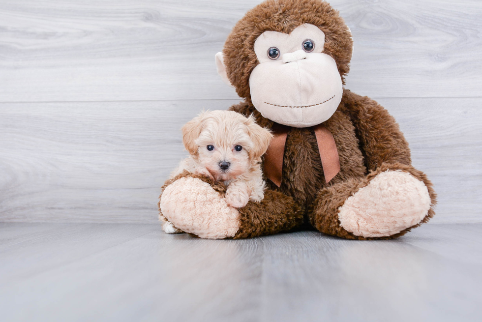 Playful Maltese Poodle Poodle Mix Puppy