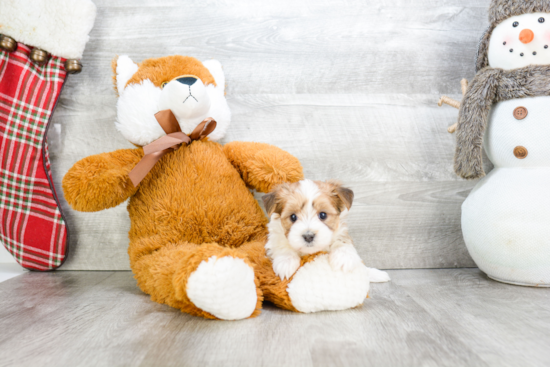 Petite Morkie Designer Pup