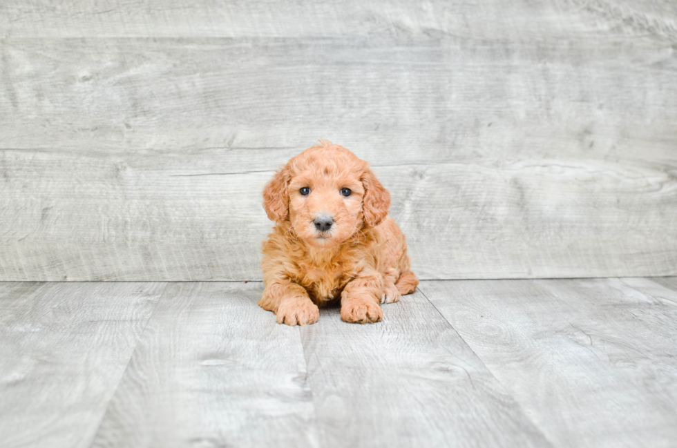 Mini Goldendoodle Pup Being Cute