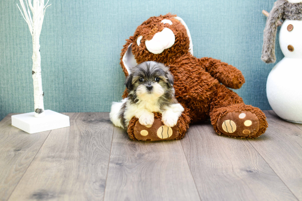 Adorable Shitzu Designer Puppy