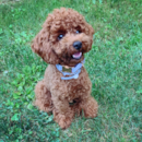 Puppy For Sale Premier Pups Puppy For Sale Premier Pups