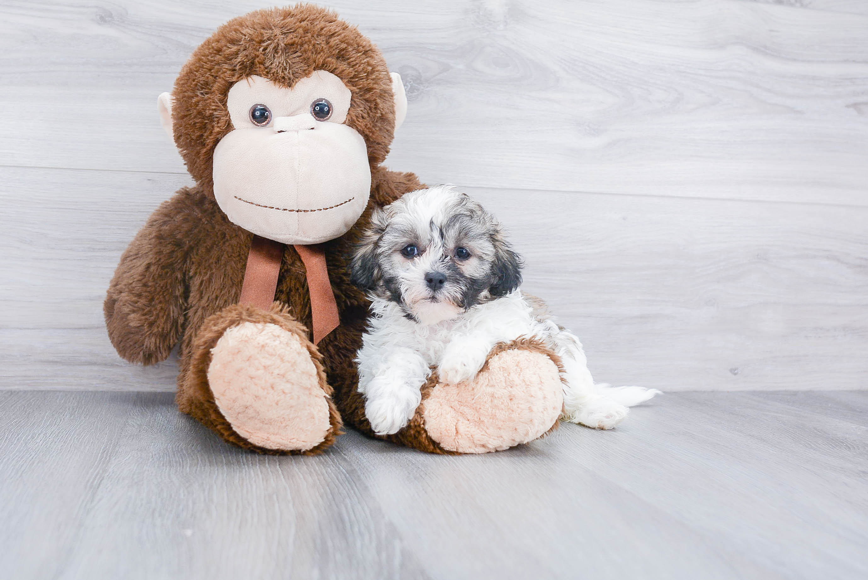 Little Shit Designer Puppy