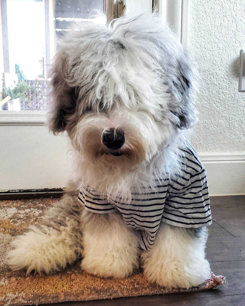 Hypoallergenic Mini Sheepadoodle Pup