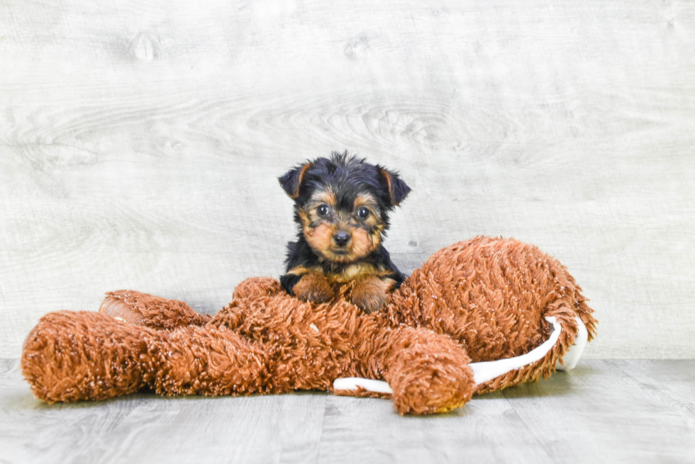 Meet Izzie - our Yorkshire Terrier Puppy Photo 