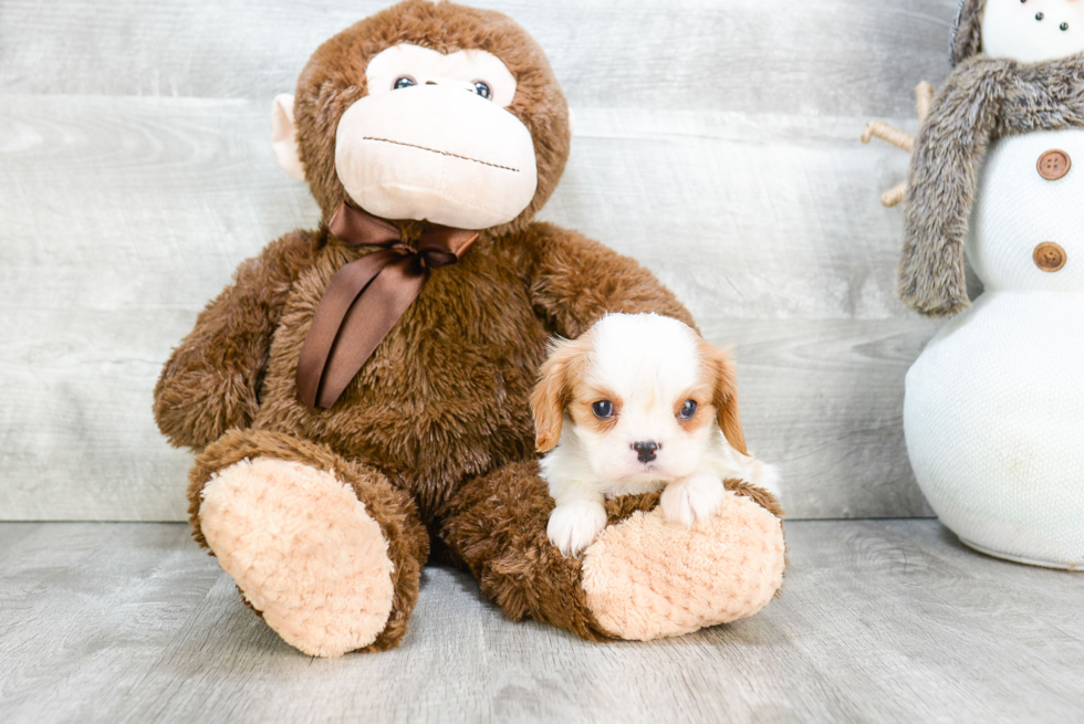 Akc Registered Cavalier King Charles Spaniel Baby