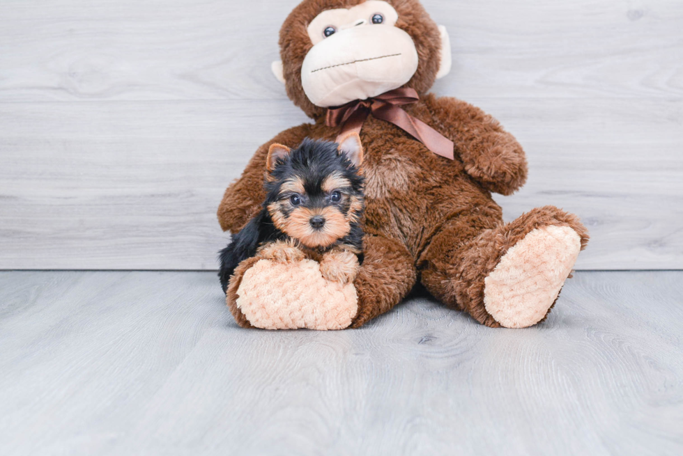 Meet Twinkle - our Yorkshire Terrier Puppy Photo 