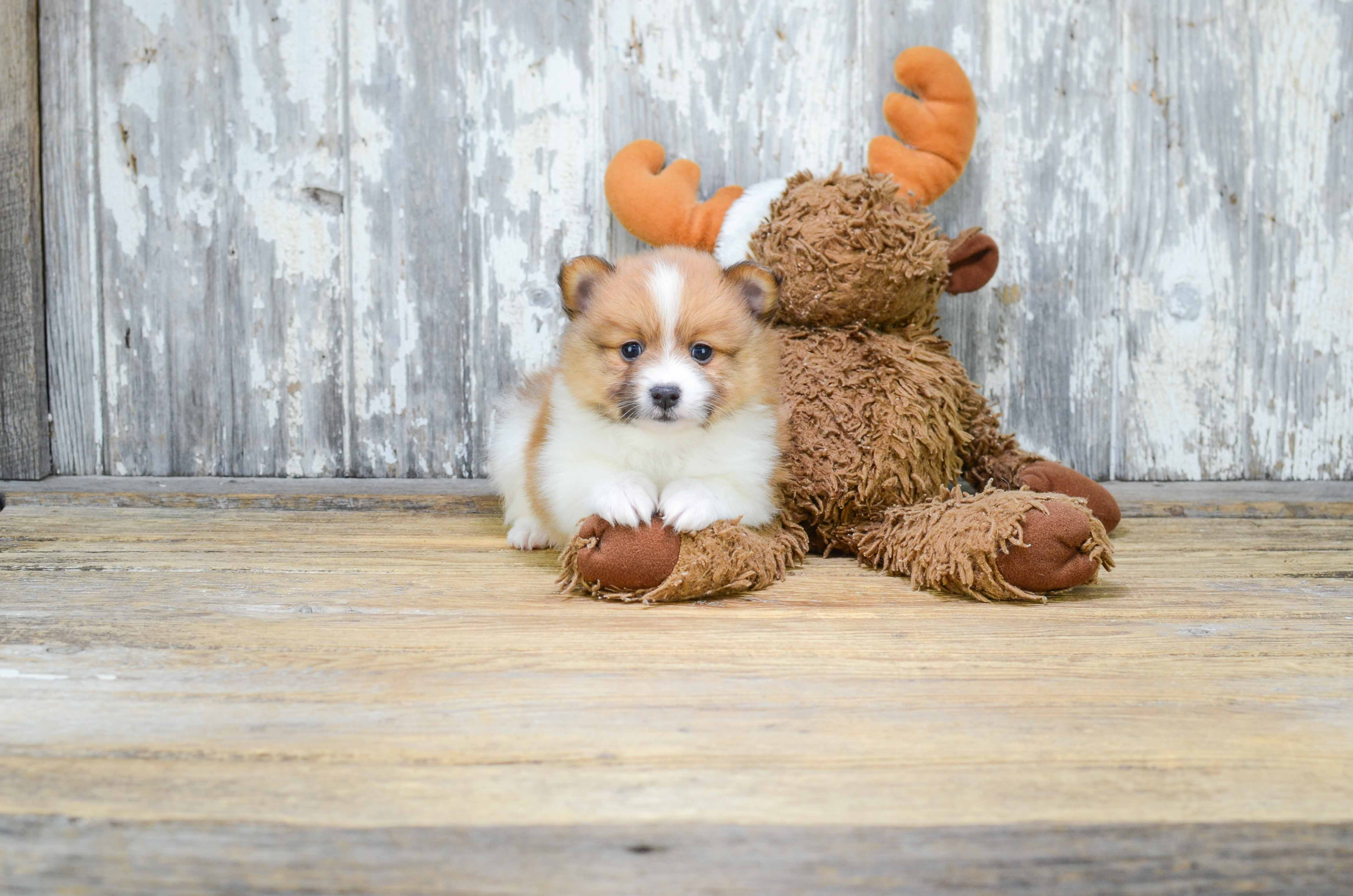 Pomeranian Puppy for Adoption
