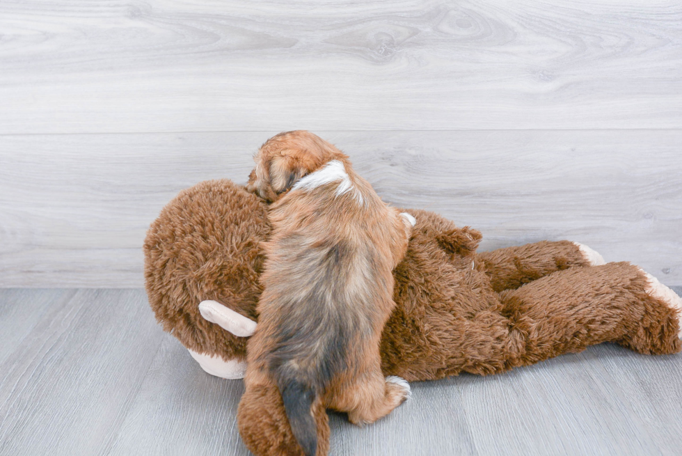 Shorkie Pup Being Cute