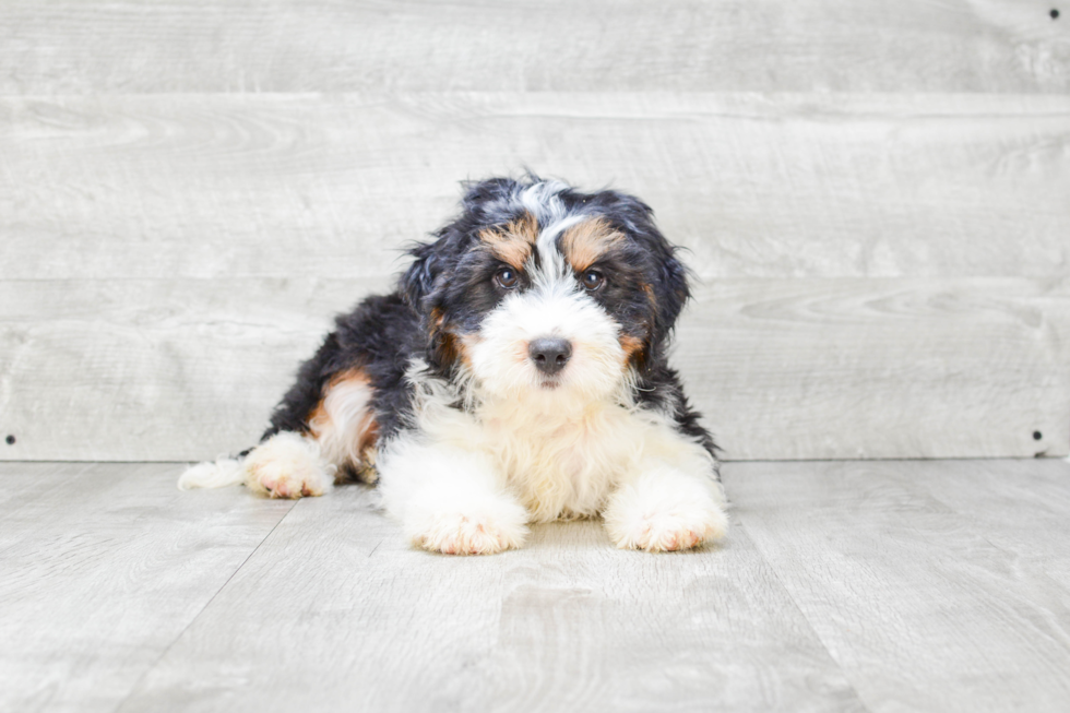 Funny Mini Bernedoodle Poodle Mix Pup