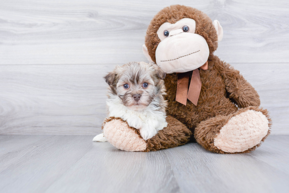 Havanese Puppy for Adoption