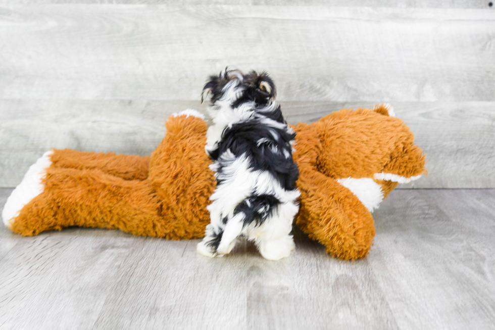 Energetic Yorkie Designer Puppy