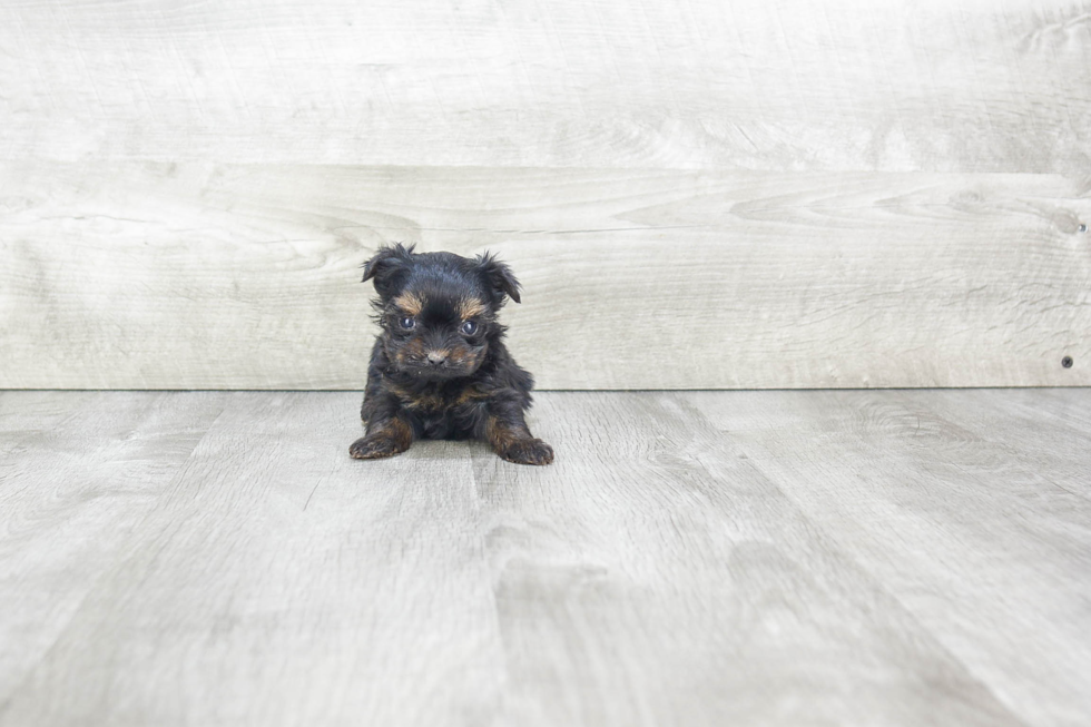 Petite Morkie Designer Pup