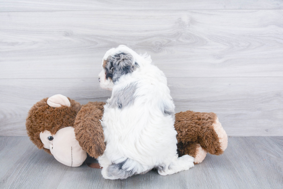 Best Mini Bernedoodle Baby