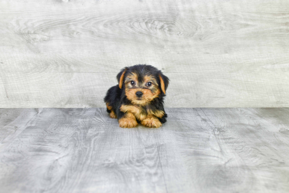 Meet Snickers - our Yorkshire Terrier Puppy Photo 