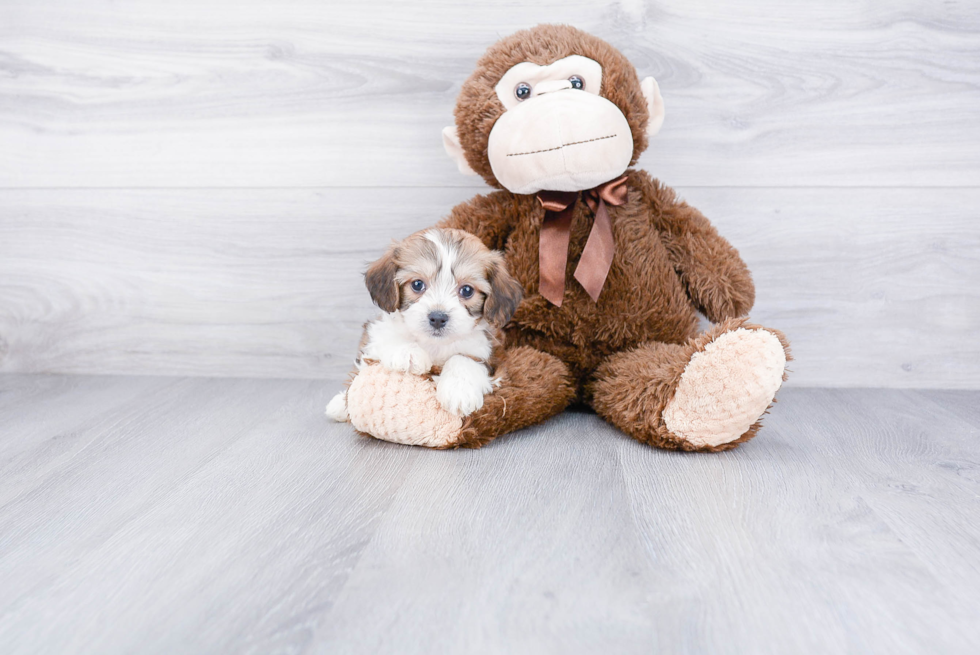 Cavachon Pup Being Cute