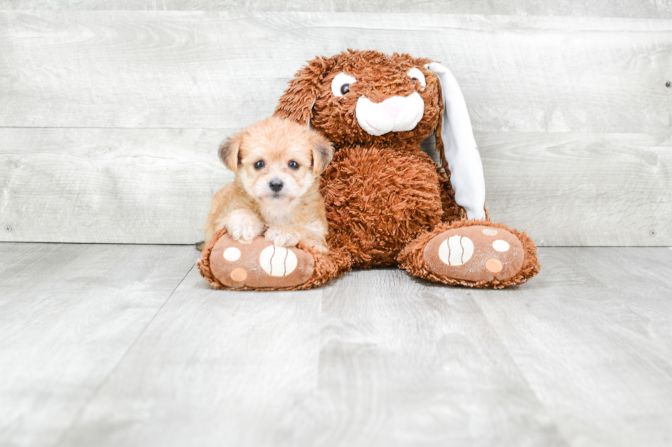 Friendly Morkie Baby