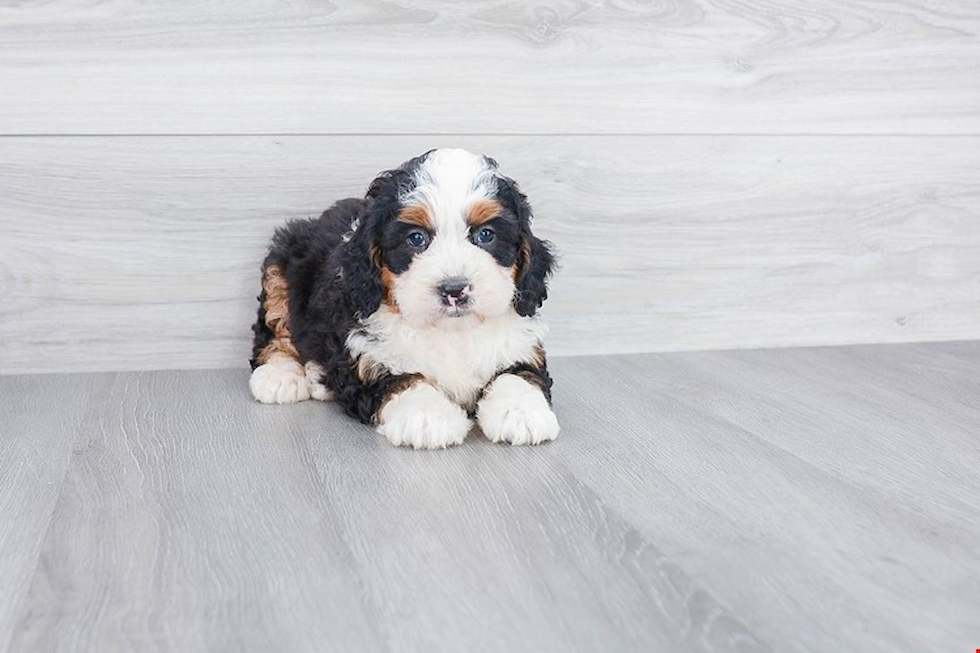 Best Mini Bernedoodle Baby