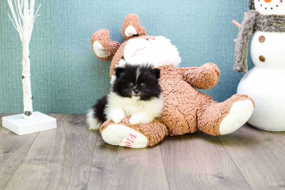 Pomeranian Pup Being Cute