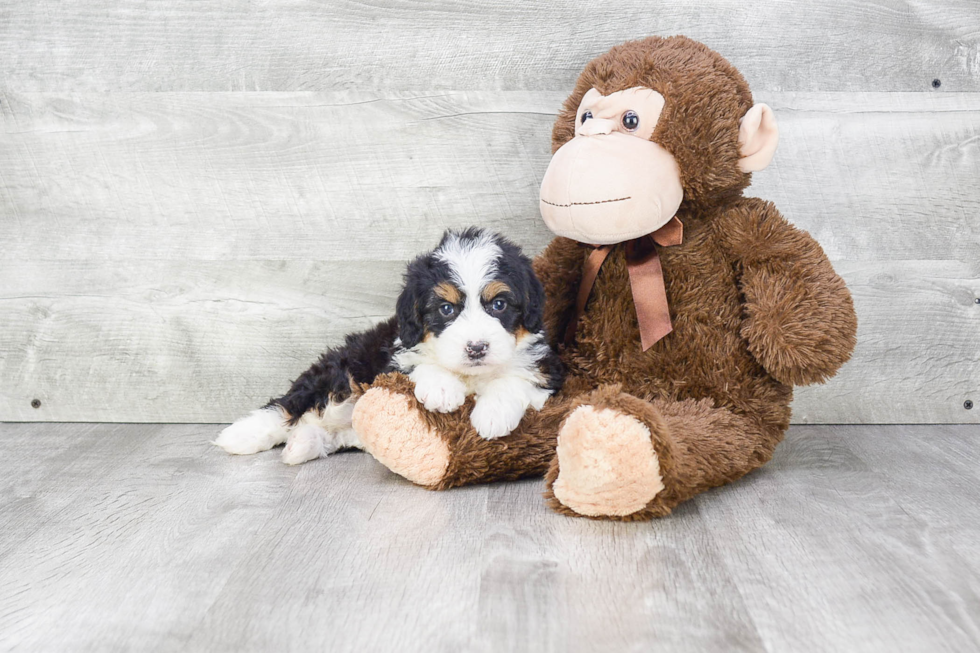 Petite Mini Bernedoodle Poodle Mix Pup