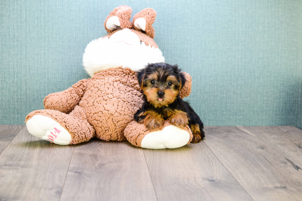 Meet  Teacup-Timmy - our Yorkshire Terrier Puppy Photo 