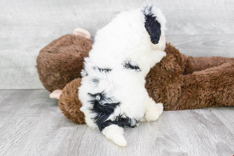 Funny Mini Bernedoodle Poodle Mix Pup