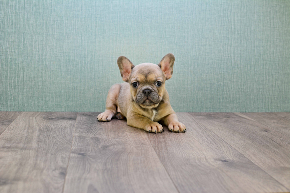 Best French Bulldog Baby