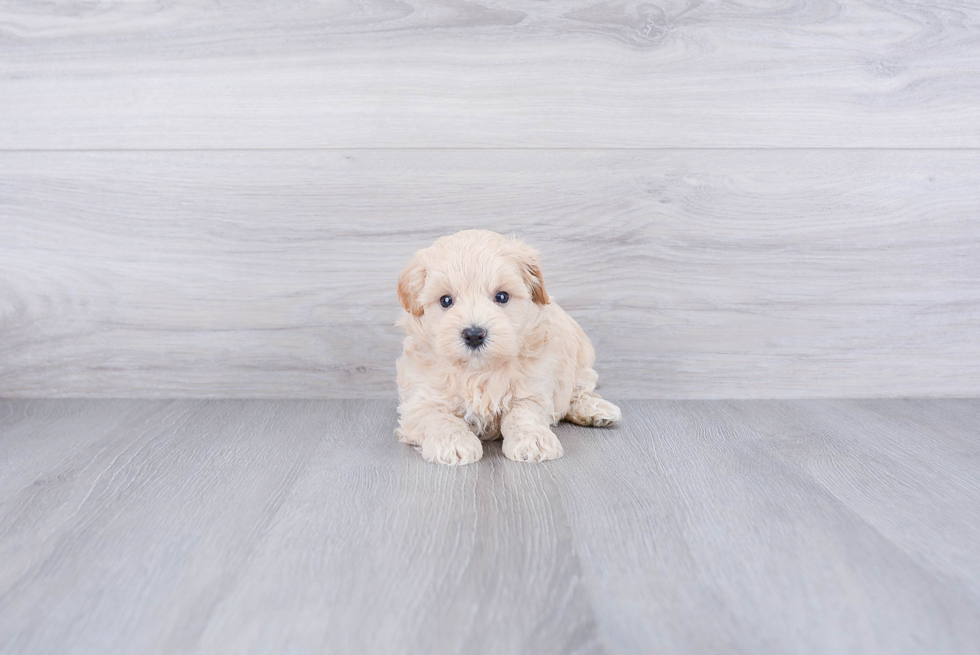 Maltipoo Puppy for Adoption