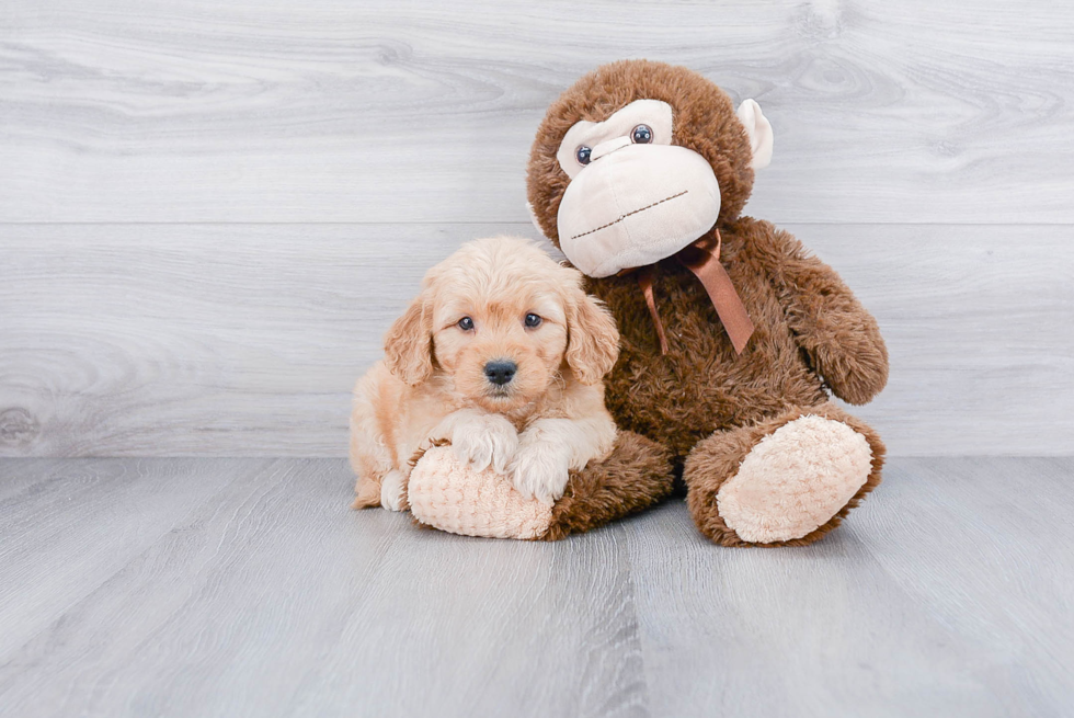 Playful Golden Retriever Poodle Mix Puppy