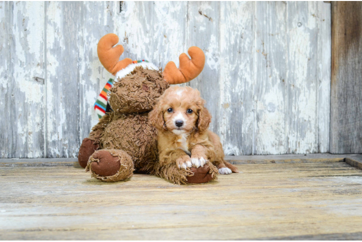 Cavapoo Pup Being Cute