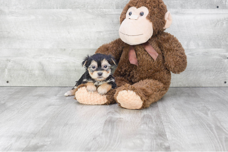 Playful Yorkie Designer Puppy
