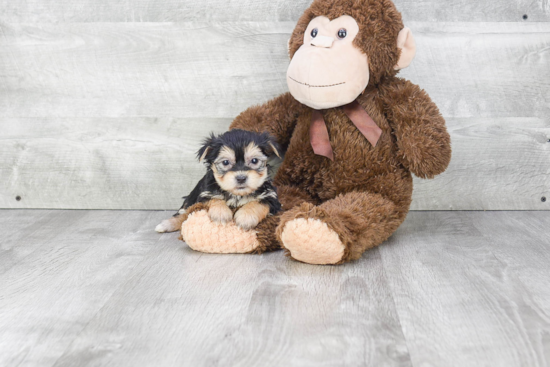 Playful Yorkie Designer Puppy