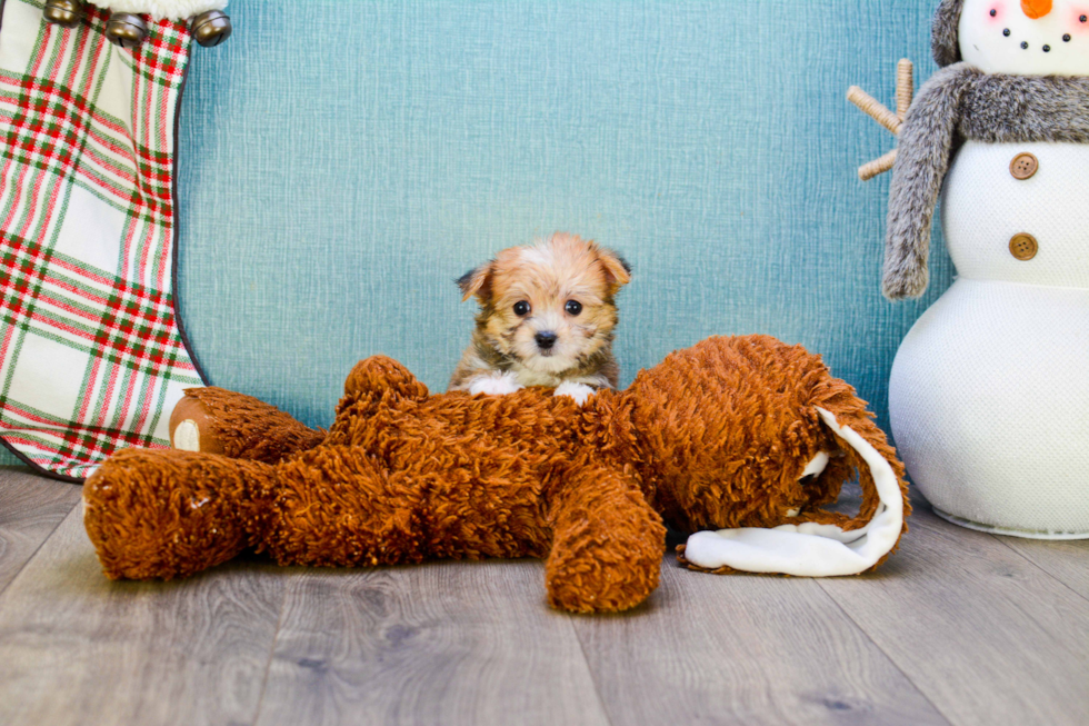 Morkie Pup Being Cute