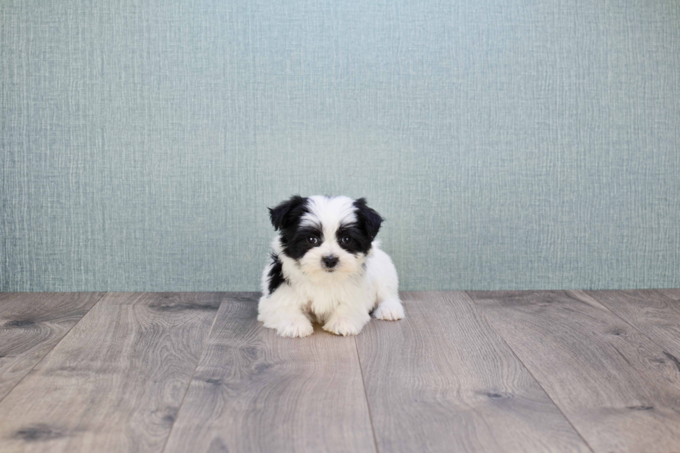 Morkie Pup Being Cute
