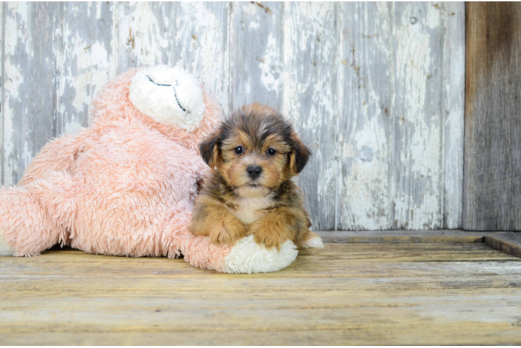 Shorkie Pup Being Cute