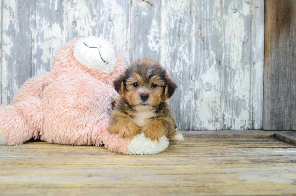 Shorkie Pup Being Cute