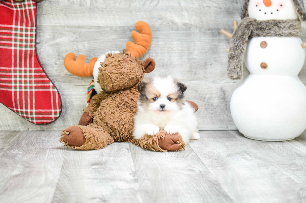 Pomeranian Pup Being Cute