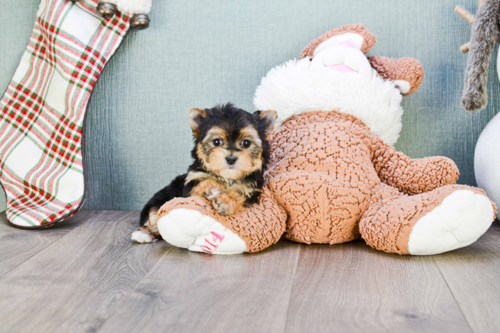 Adorable Yorkie Designer Puppy