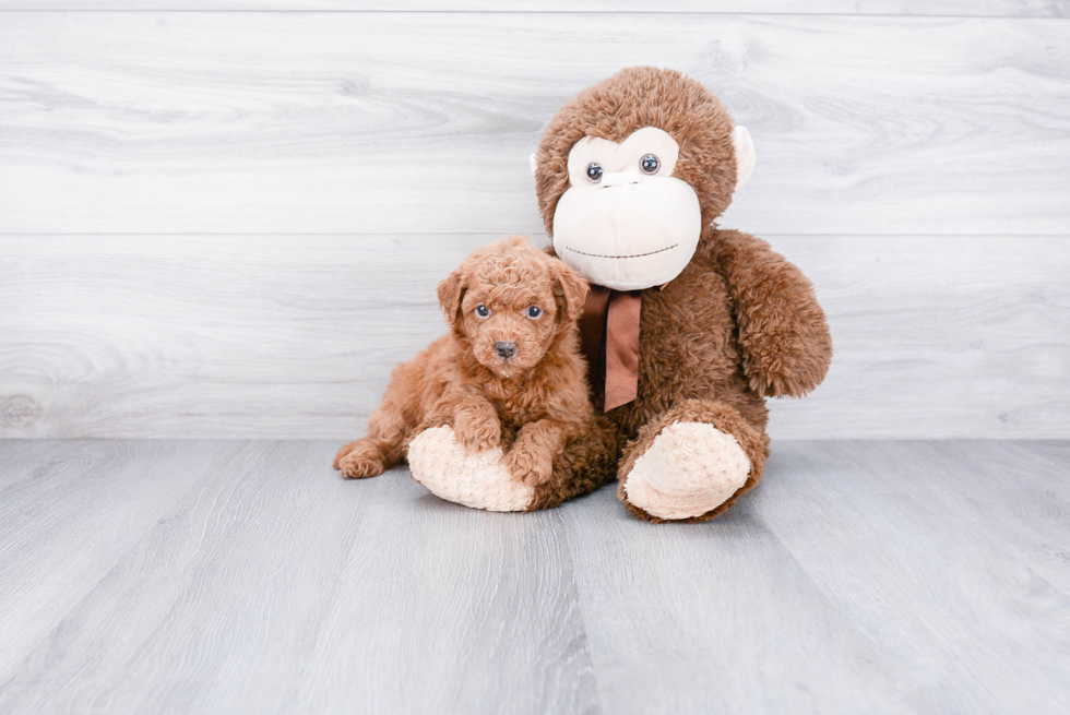 Adorable Golden Retriever Poodle Mix Puppy