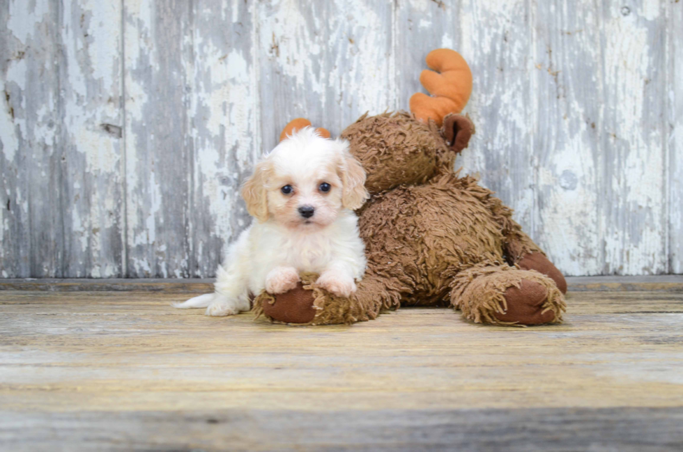 Best Cavachon Baby