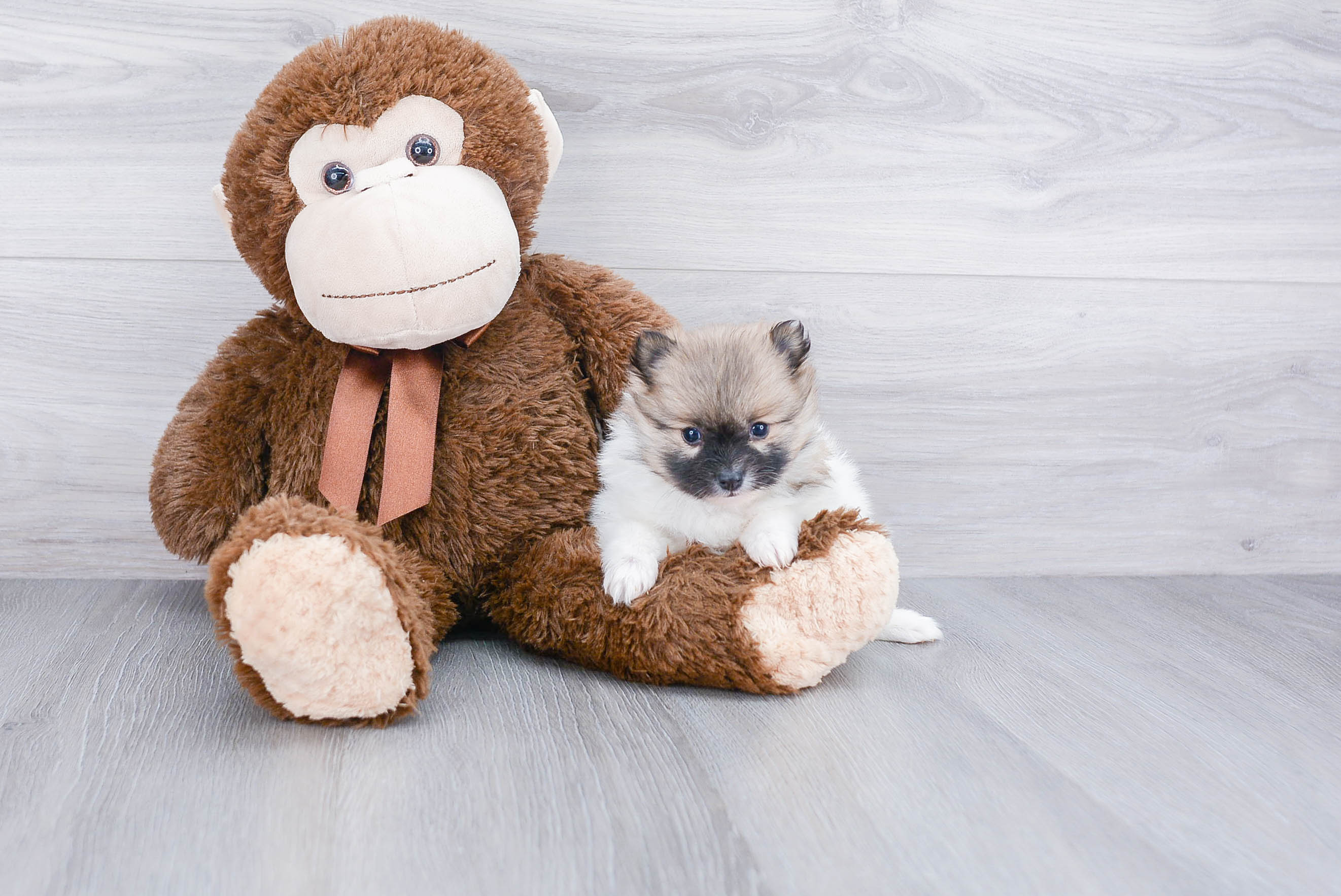 Pomeranian Pup Being Cute