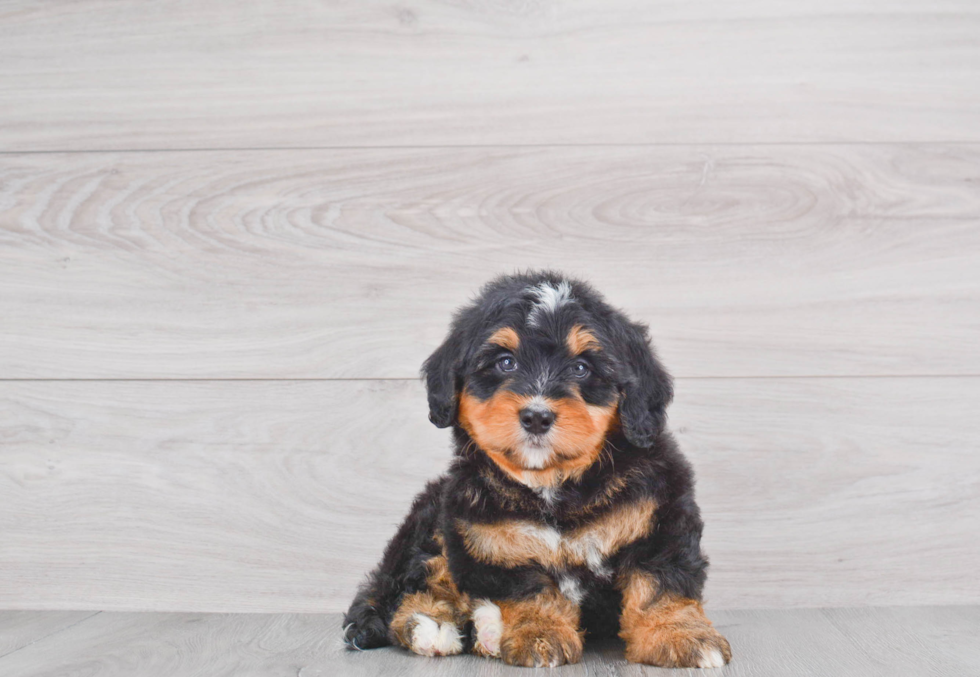 Friendly Mini Bernedoodle Baby