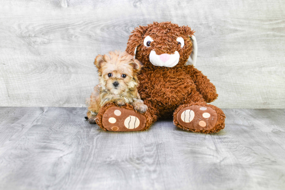 Best Morkie Baby