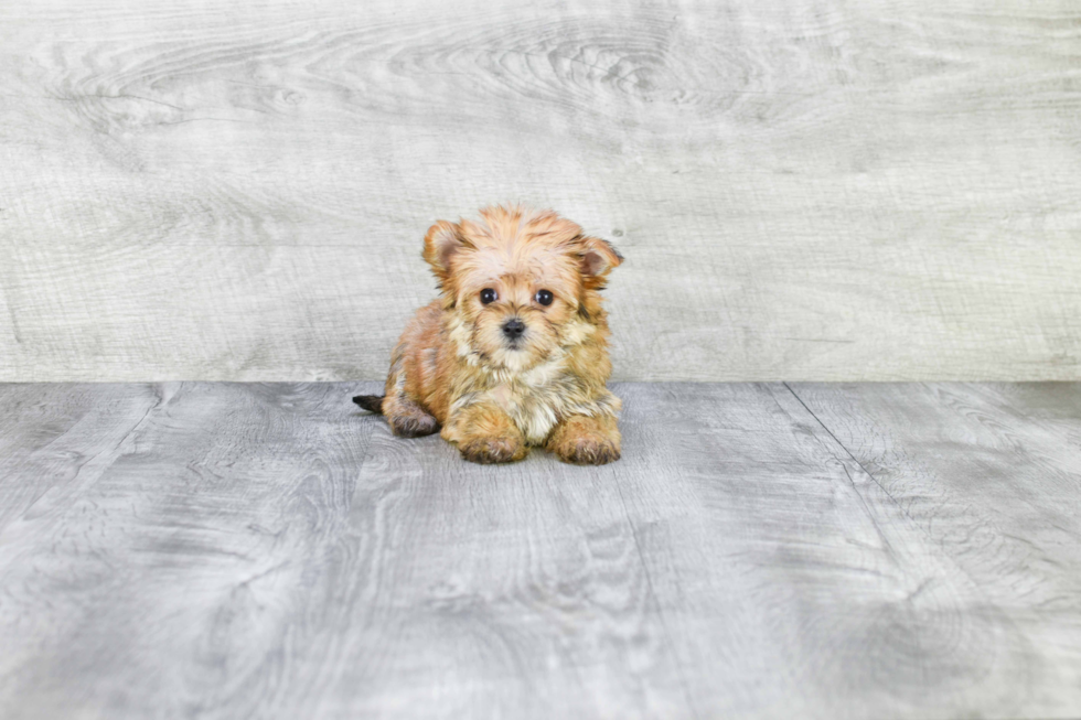 Morkie Puppy for Adoption