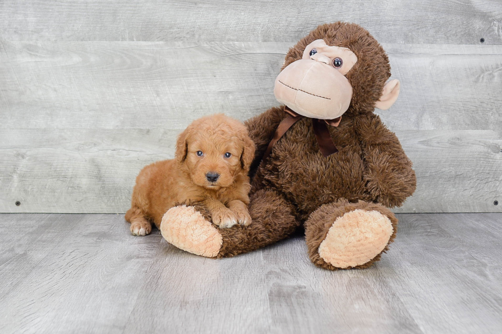Best Mini Goldendoodle Baby