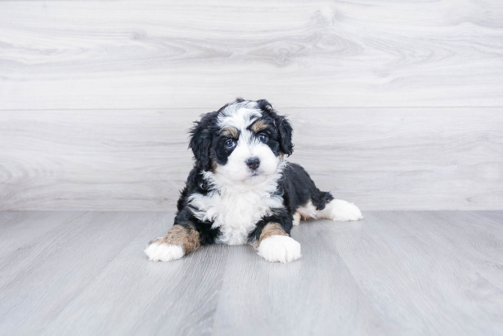 Small Mini Bernedoodle Baby