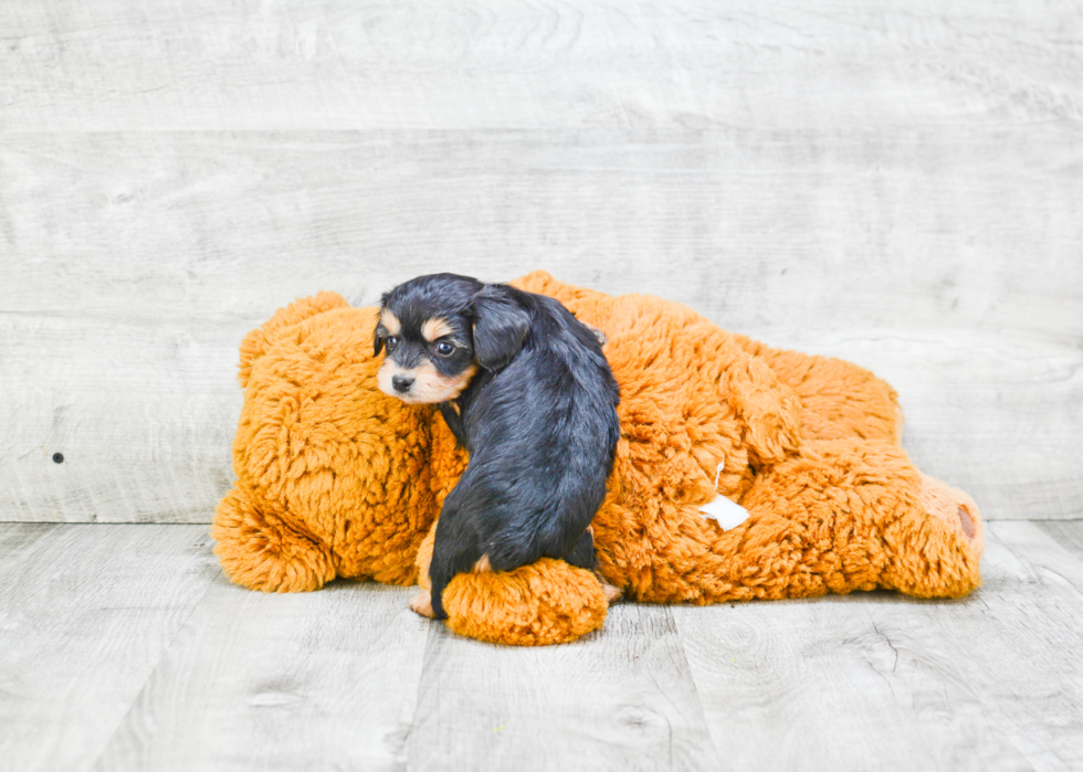 Energetic Yorkie Designer Puppy