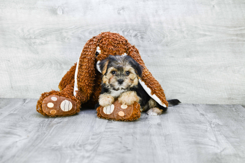 Energetic Yorkie Designer Puppy