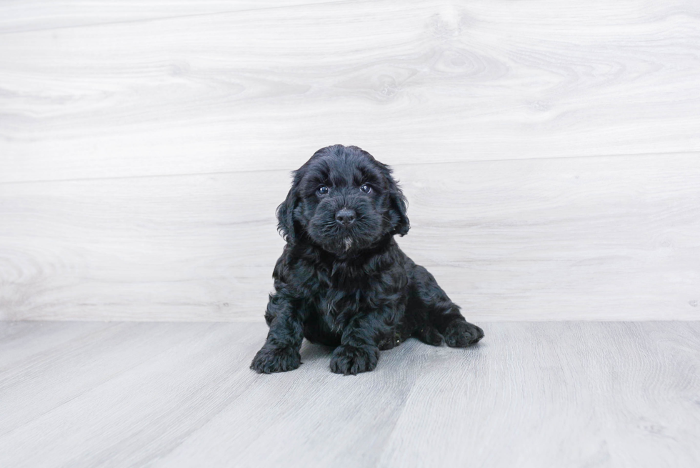 Best Mini Bernedoodle Baby