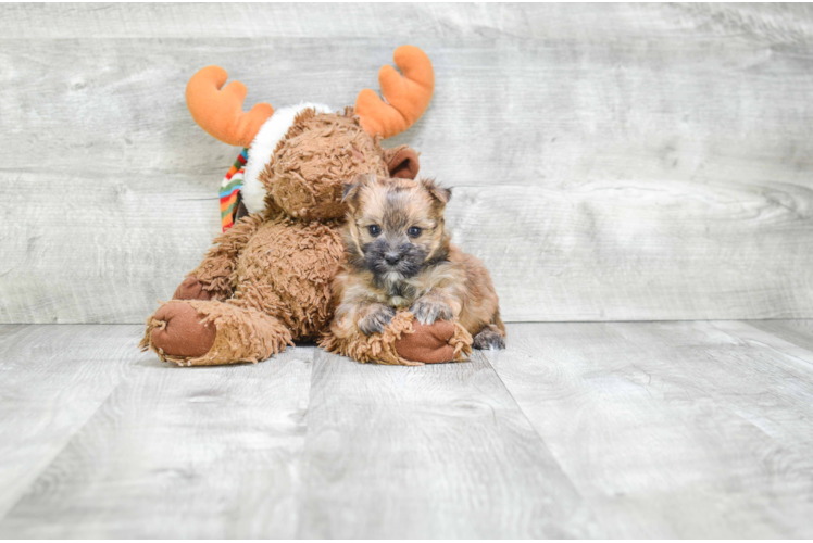 Energetic Yorkie Designer Puppy